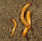 Wireworm frică de ceapă