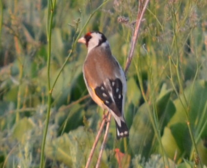 Madarak Altai - ha teszünk goldfinch