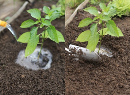 Greșeli frecvente în cultivarea ardei dulci, grădina mea de bucătărie - sfaturi de țară