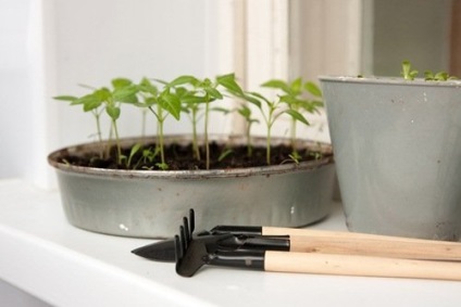 A magról nevelt paprika - a vetéstől a magokat ültetés előtt csemeték a földön, a birtok