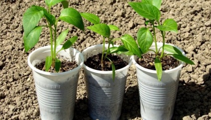 A magról nevelt paprika - a vetéstől a magokat ültetés előtt csemeték a földön, a birtok