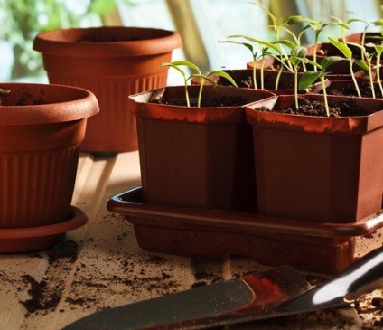 A magról nevelt paprika - a vetéstől a magokat ültetés előtt csemeték a földön, a birtok