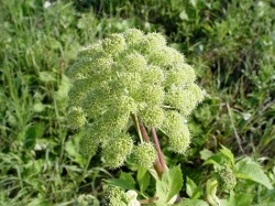 Planta angelica officinalis (angelica vulgaris) și proprietăți medicinale