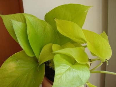 Plant epipremnum arany fotó és otthoni gondozást