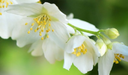 Jasmine proprietăți utile de plante și contraindicații - aplicarea de iasomie, medicina populară iasomie