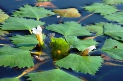 Növények egy tó az országban, hogyan kell kiválasztani a megfelelőt