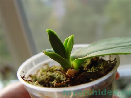 Reproducerea orhideelor ​​la domiciliu (video) învață să o faci singur! Lumea plantelor