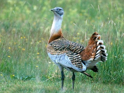 Bustard de reproducere la domiciliu