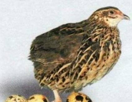 Bustard de reproducere la domiciliu