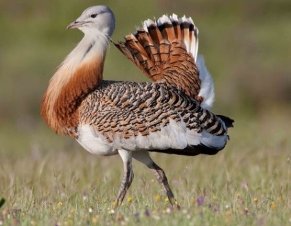 Bustard de reproducere la domiciliu