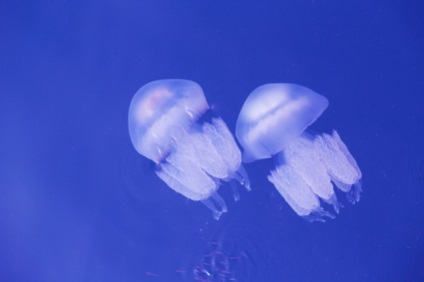 Reacții la inteparea meduzei
