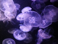 Reacții la inteparea meduzei