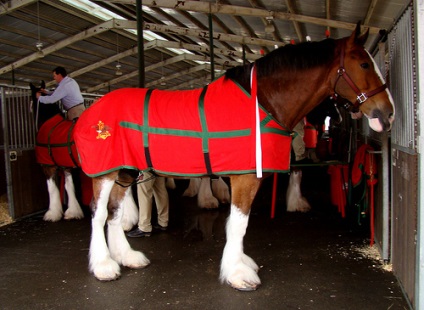 Budweiser reklámkampány kishaszonjárművek - lóháton, lovászok,