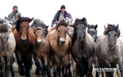 Ria Kalmykia - programe agricole