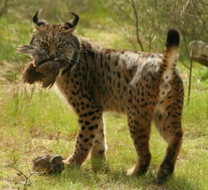 Lynx caracteristică, descriere