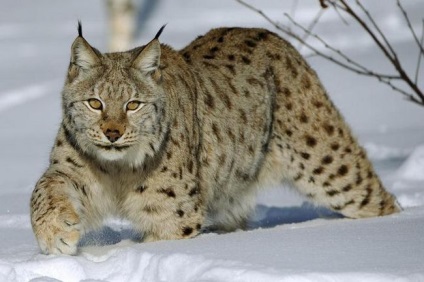 Lynx caracteristică, descriere