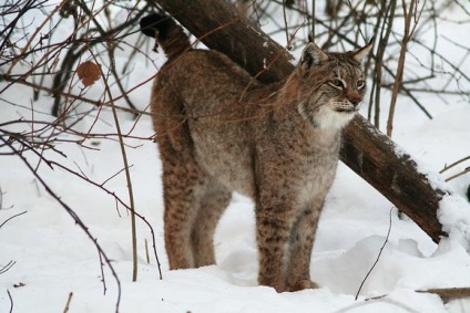 Lynx caracteristică, descriere