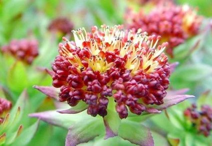 Rhodiola rosea - proprietăți utile și contraindicații