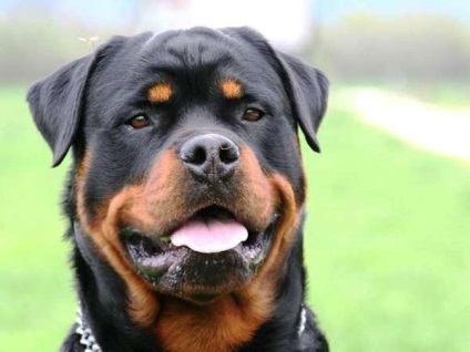 Rottweiler este o rasă de câini