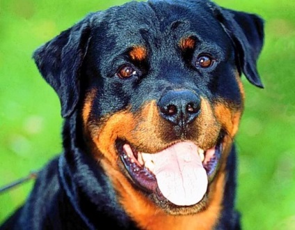 Rottweiler este o rasă de câini