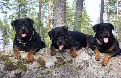 Rottweiler este o rasă de câini