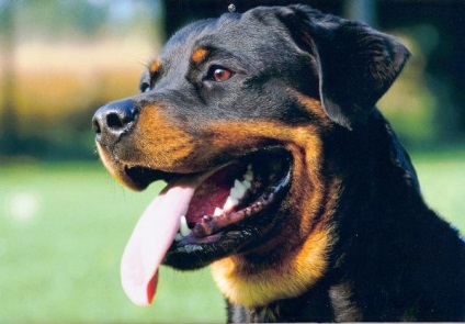 Rottweiler este o rasă de câini