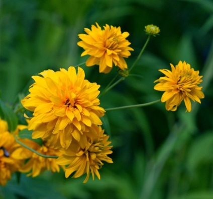 Rudbeckia este o minge de aur - în grădina ta