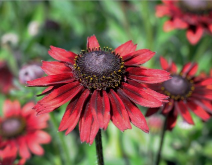 Rudbeckia este o minge de aur - în grădina ta