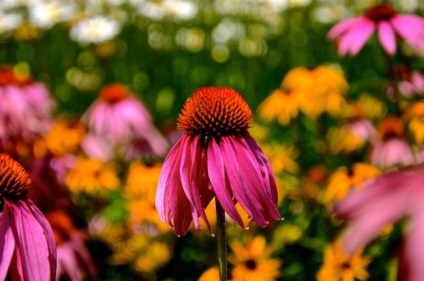 Rudbeckia este o minge de aur - în grădina ta