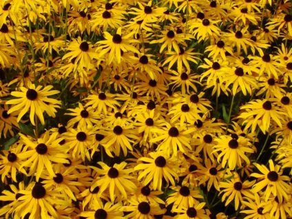 Rudbeckia este o minge de aur - în grădina ta