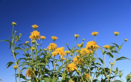 Rudbeckia este o minge de aur - în grădina ta