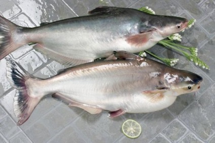 Ghid de fructe de mare Pangasius