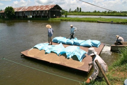 Ghid de fructe de mare Pangasius