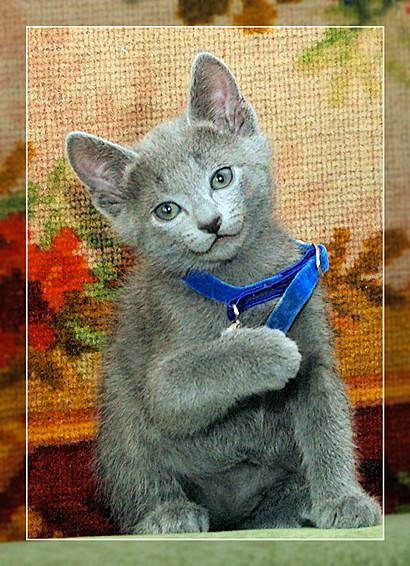 Rus albastru pisica, rus albastru, concerte, entuziasm de vânătoare, grija de albastru rus, îngrijire