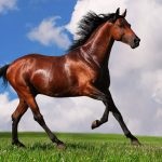 Cea mai rapidă cală din lume, înregistratorii de cai, care este cel mai rapid din lume