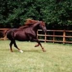 A leggyorsabb ló a világon, ló-bajnokok, akik a világ leggyorsabb