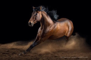 A leggyorsabb ló a világon, ló-bajnokok, akik a világ leggyorsabb