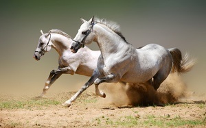 Cea mai rapidă cală din lume, înregistratorii de cai, care este cel mai rapid din lume