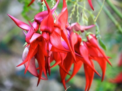 Cele mai rare plante din lumea fotografiei, titlul listei cărții roșii