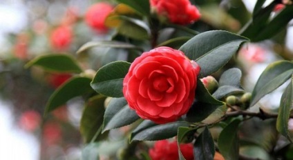 Cele mai rare plante din lumea fotografiei, titlul listei cărții roșii