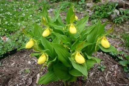 Cele mai rare plante din lumea fotografiei, titlul listei cărții roșii