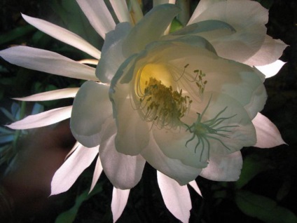 Cele mai rare flori din lume - descriere și fotografie (top-15)
