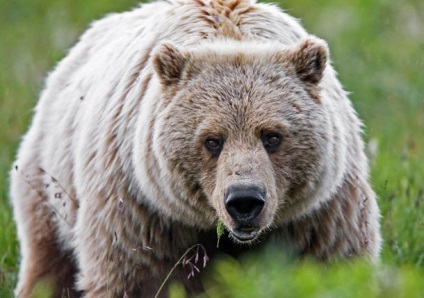 Cele mai puternice mușcături din lumea animală, mai proaspete - cele mai bune din Runet pentru o zi!