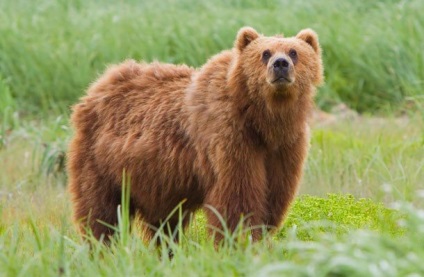 Cele mai puternice mușcături din lumea animală, mai proaspete - cele mai bune din Runet pentru o zi!