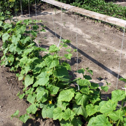 Ültetése uborka árnyalata a növekvő uborkát
