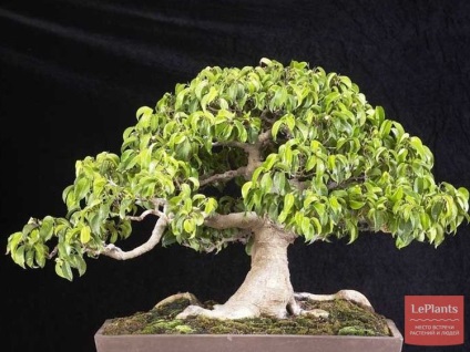 Secretele artei de bonsai - design și îmbunătățire