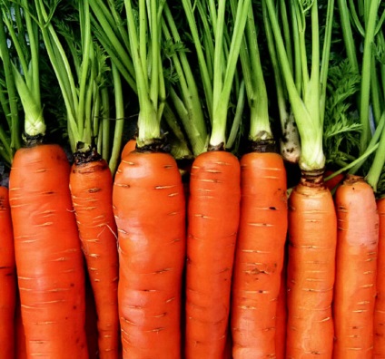 Secretele unei recolte bune de morcovi - o grădină pentru întreaga familie - grădinărit practic