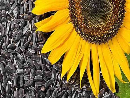 Uleiul de floarea-soarelui de seminte de floarea-soarelui foloseste si face rau, o calatorie in lumea naturii
