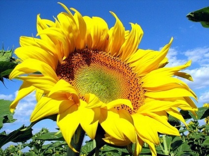 Uleiul de floarea-soarelui de seminte de floarea-soarelui foloseste si face rau, o calatorie in lumea naturii