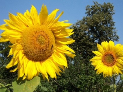 Uleiul de floarea-soarelui de seminte de floarea-soarelui foloseste si face rau, o calatorie in lumea naturii